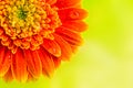 Orange gerbera daisy flower on yellow background Royalty Free Stock Photo