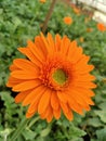 Orange gerbera daisy flowers on nature green garden background Royalty Free Stock Photo