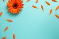 Orange gerbera daisy flowers with petals on blue background Royalty Free Stock Photo