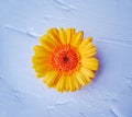 Orange gerbera daisy isolated on violet background Royalty Free Stock Photo