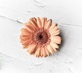 Orange gerbera daisy isolated on violet background Royalty Free Stock Photo