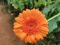 Orange gerbera daisy on nature green garden background Royalty Free Stock Photo