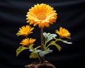 an orange gerbera daisy in a vase on a black background Royalty Free Stock Photo