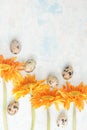 Orange gerbera with easter quail eggs on brigt background