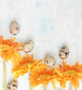 Orange gerbera with easter quail eggs on brigt background