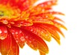 Orange gerbera flower Royalty Free Stock Photo