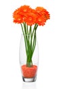 Orange gerbera flower Royalty Free Stock Photo