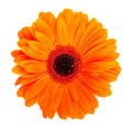 Orange gerbera flower