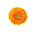 Orange gerbera flower or barberton daisy  blooming top view isolated on white background , clipping path Royalty Free Stock Photo