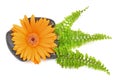 Orange gerbera flower and black stones Royalty Free Stock Photo