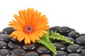 Orange gerbera flower and black zen stone Royalty Free Stock Photo