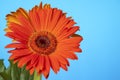 orange gerbera flower on blue background Royalty Free Stock Photo