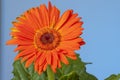 Orange gerbera flower on blue background Royalty Free Stock Photo