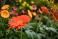 Orange gerbera flower with blur background Royalty Free Stock Photo