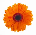 orange Gerbera flower closeup. Single orange gerbera flower isolated on white background Royalty Free Stock Photo