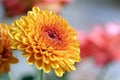 Orange gerbera flower closeup. Spring or summer flowers backgrounds. Floral pattern background for card and greeting. Royalty Free Stock Photo