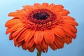 Orange gerbera flower covered by water drops Royalty Free Stock Photo