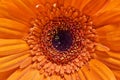 Orange Gerbera flower with focus on center.