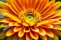 Orange gerbera flower in full bloom