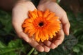 orange gerbera flower in hands Royalty Free Stock Photo