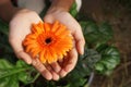 orange gerbera flower in hands Royalty Free Stock Photo