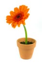 Orange gerbera flower in a terracotta pot Royalty Free Stock Photo