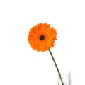 Orange gerbera flower in vase, isolated on white background. Gerbera jamesonii