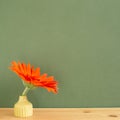 Orange gerbera flower in vase on wooden table with khaki background Royalty Free Stock Photo