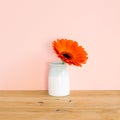 Orange gerbera flower in vase on wooden table with pink background Royalty Free Stock Photo