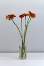 Orange Gerbera flower was placed in a glass vase Royalty Free Stock Photo