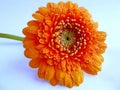 Orange gerbera flower waterdrops