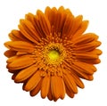 Orange gerbera flower, white isolated background with clipping path. Closeup. no shadows. For design. Royalty Free Stock Photo