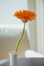 Orange gerbera flower in white vase on white background Royalty Free Stock Photo