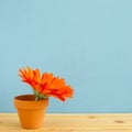 Orange gerbera flower on wooden table with blue background Royalty Free Stock Photo