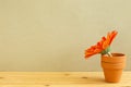 Orange gerbera flower on wooden table with khaki background Royalty Free Stock Photo