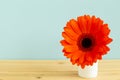 Orange gerbera flower on wooden table with pastel blue background Royalty Free Stock Photo