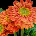 Orange gerbera flowers Royalty Free Stock Photo