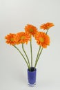 Orange gerbera flowers in blue vase isolated on white background. Royalty Free Stock Photo