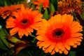 Orange gerbera flowers bouquet, close up. Floral background Royalty Free Stock Photo