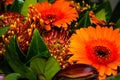 Orange gerbera flowers bouquet, close up. Floral background Royalty Free Stock Photo