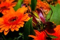 Orange gerbera flowers bouquet, close up. Floral background Royalty Free Stock Photo