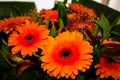 Orange gerbera flowers bouquet, close up. Floral background Royalty Free Stock Photo