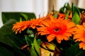 Orange gerbera flowers bouquet, close up. Floral background Royalty Free Stock Photo