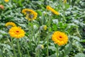 Orange gerbera flowers and buds from close Royalty Free Stock Photo