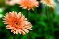 Gerbera flowers in garden with blur green leave background Royalty Free Stock Photo