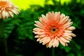 Gerbera flowers in garden with blur green leave background Royalty Free Stock Photo