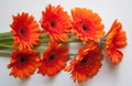 Orange gerbera flowers