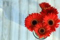 Orange Gerbera flowers in a vase above shot with white background Royalty Free Stock Photo