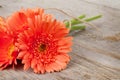 Orange gerbera flowers on wooden background Royalty Free Stock Photo