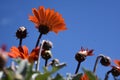 Orange gerbera jamesonii flowers against blue sky Royalty Free Stock Photo